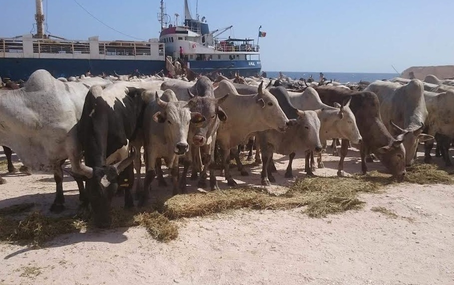 النزاهة تأمر بحجز 9 آلاف عجل في البصرة.. رغم تحذيرات من نفوقها