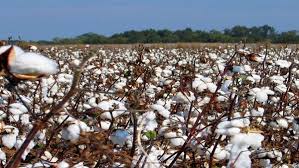 الاحصاء الزراعي: انتاج القطن في العراق بلغ 84 طن لسنة 2017