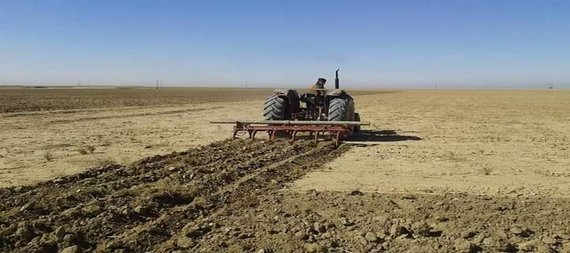 بدء عمليات الحراثة والبذار لمحصولي الحنطة والشعير في نينوى