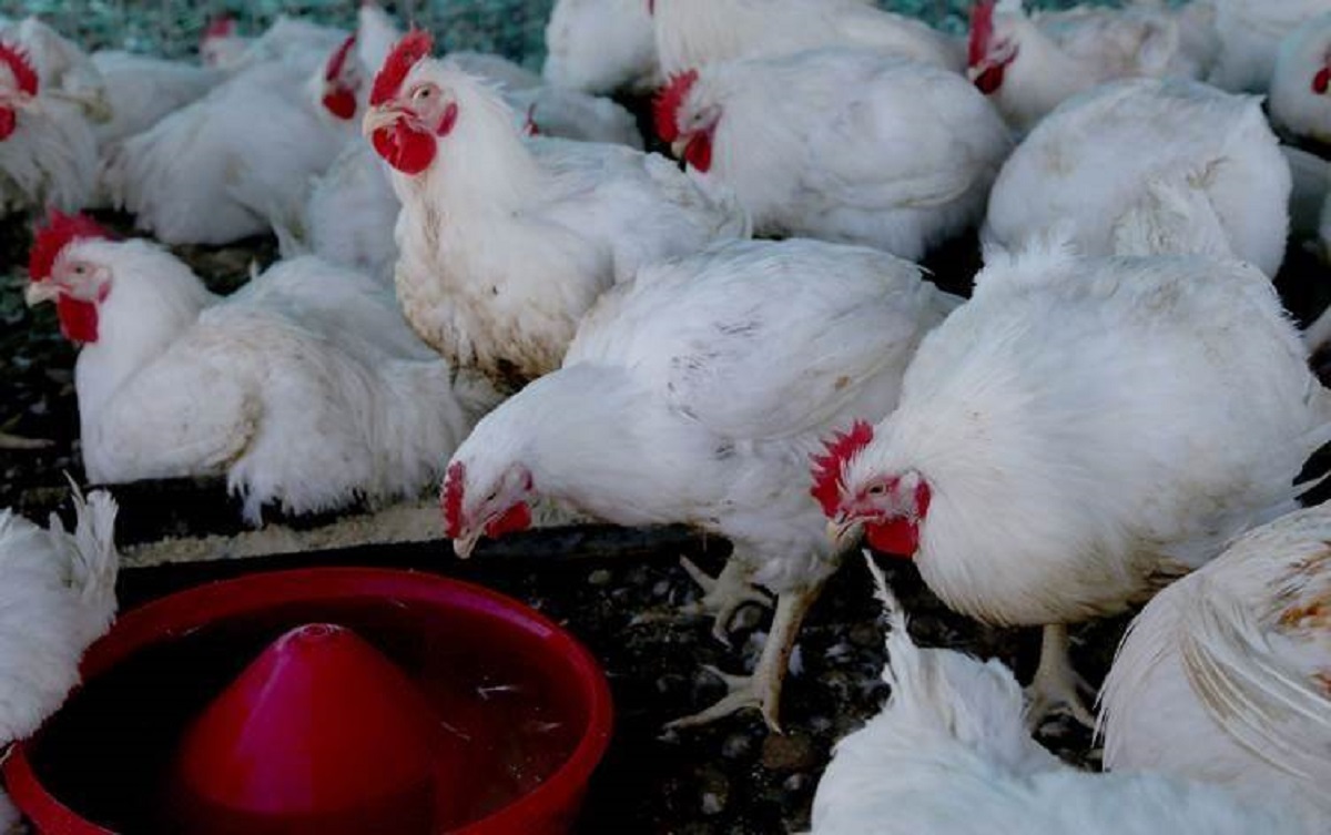 العراق ثاني بلد مستورد للدجاج الإيراني