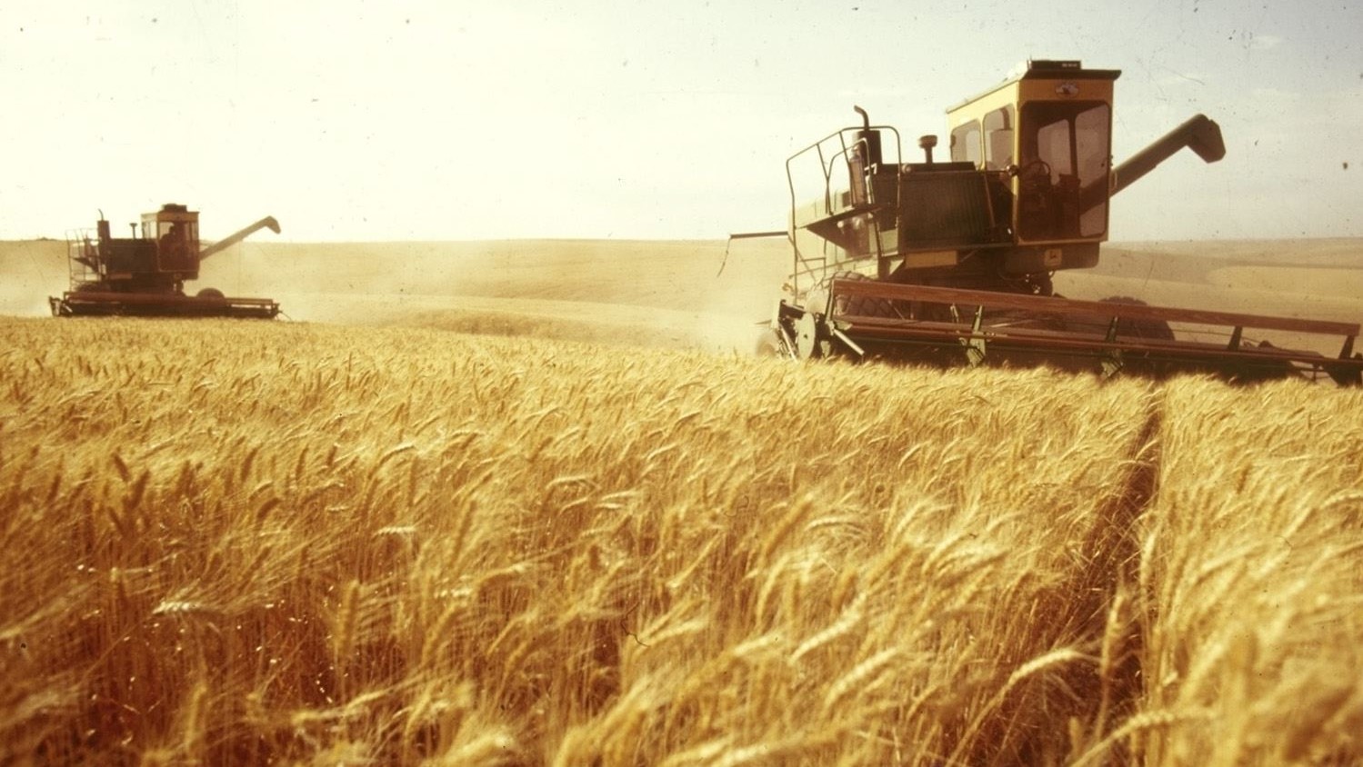 نينوى.. افتتاح ثلاث ساحات لتسلم حبوب الحنطة والشعير