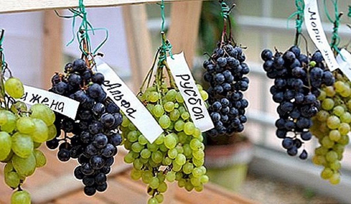 خبير يحذر من خطورة تناول العنب في هذه الحالات