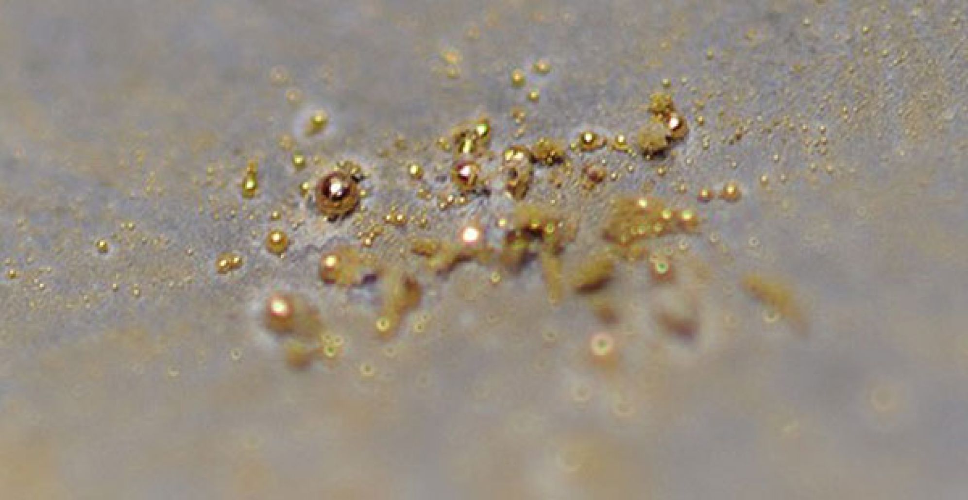 بكتيريا تنتج الذهب.. أطروحة دكتوراه ستحدث طفرة في الإقتصاد العراقي وتوفر فرص عمل