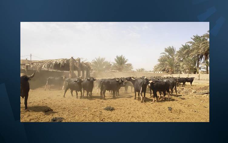 إصابة مواشي بالعمى في بابل
