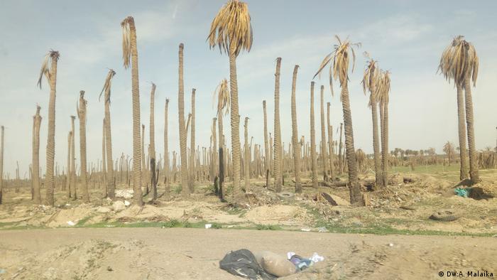 الجمعيات الفلاحية العراقية تطلق تحذيرا بشأن التمور: أمر لا يُطاق