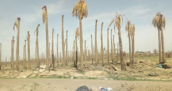 التمر.. محصول وطني “مقدّس” يواجه الاندثار لثلاثة أسباب