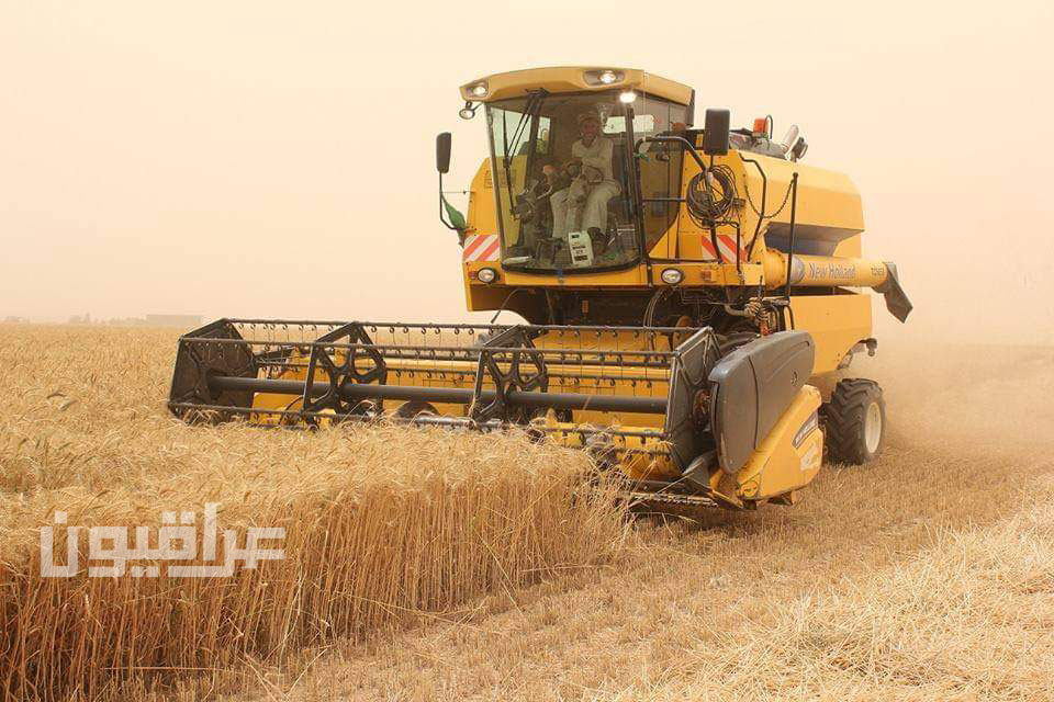 زراعة نينوى: موسم الحصاد الحالي لمحصول الحنطة فاق التوقعات