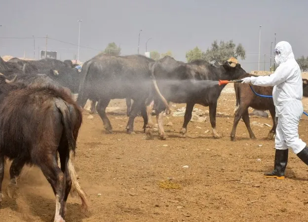 اجراءات صارمة في نينوى عقب وفاة شخص واصابة امرأتين بالحمى النزفية