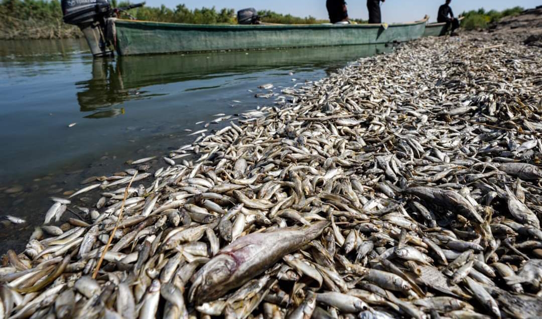 نفوق أطنان من الاسماك جنوب العراق والسلطات تفتح تحقيقاً