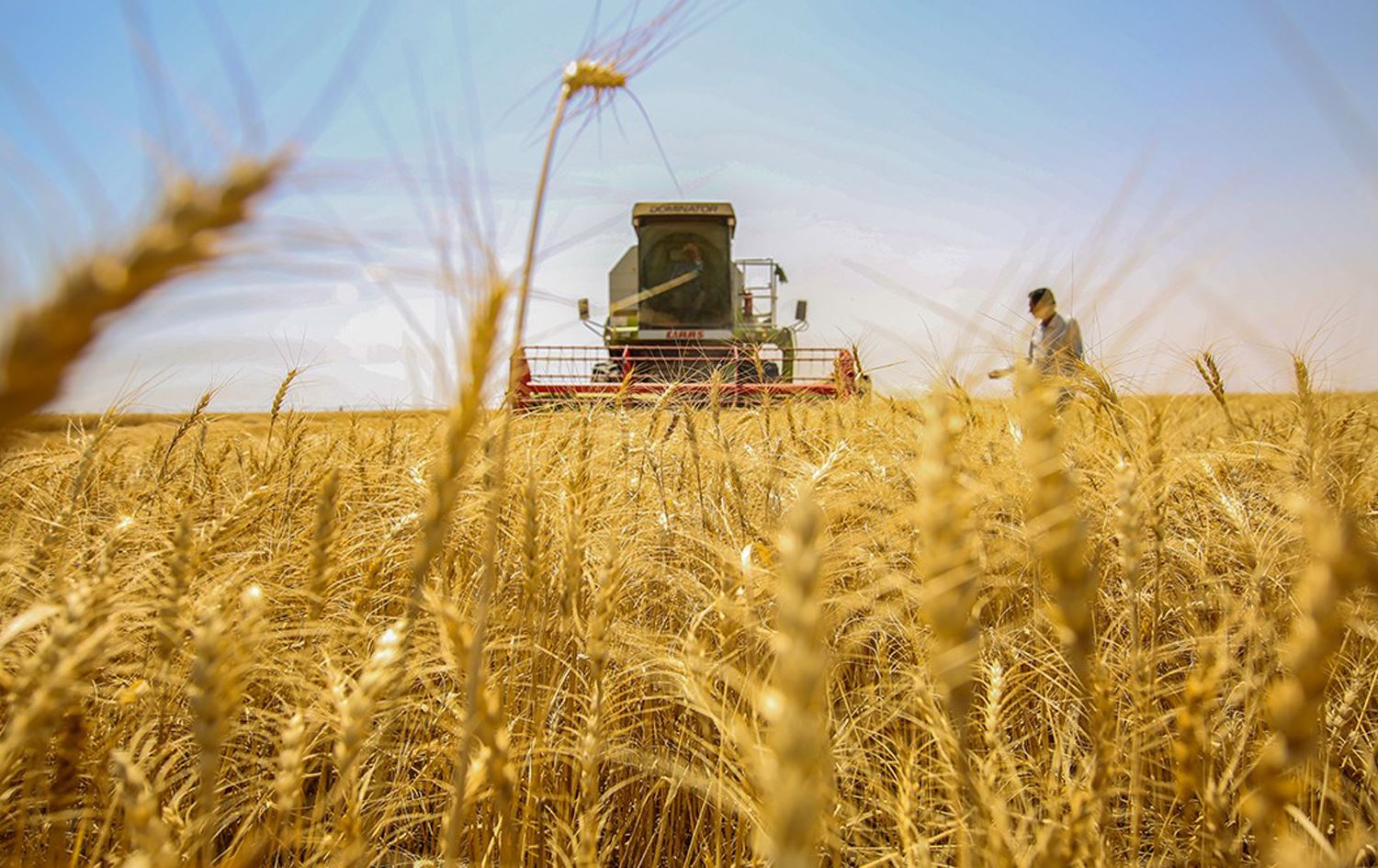 التجارة تطمئن العراقيين عن خزين الحنطة والسلة الغذائية