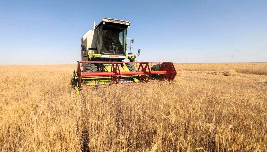 الزراعة العراقية:عمليات الحصاد بدأت ونتوقع إنتاجاً تاريخياً