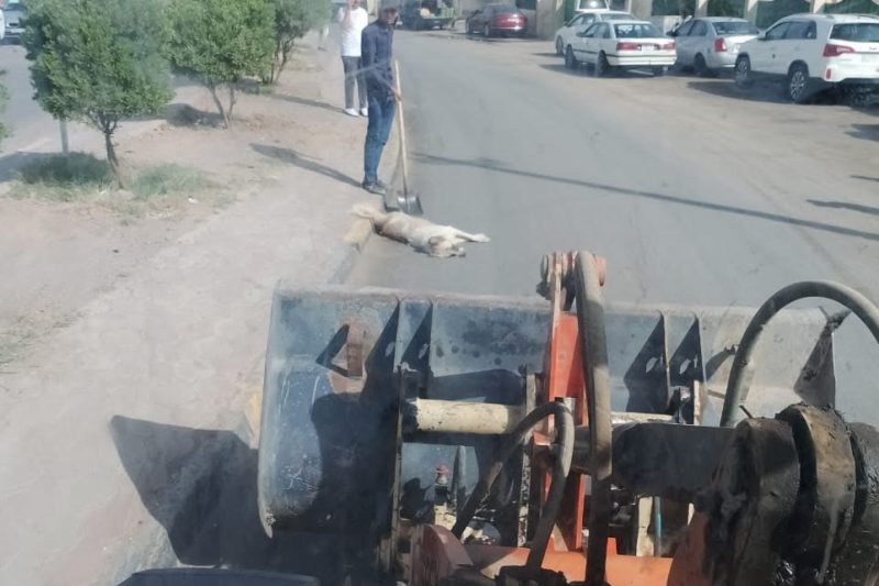 تلكيف تشن حملة لمكافحة الكلاب السائبة