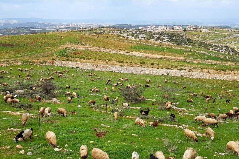 الموارد المائية: خزنّا ربع مليار متر مكعب فقط من أمطار الموجة الأخيرة… والباقي ذهب للباطن وللمراعي