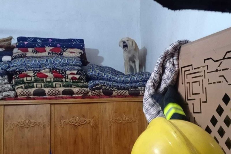 إصابة مواطن في كربلاء بعد اقتحام كلب مسعور منزله والدفاع المدني يتدخل